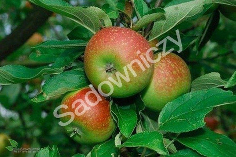 Jabłoń Mekintosz Plant Pack