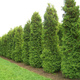 Thuja Tuja Żywotnik zachodni 'Zákány Sövény'