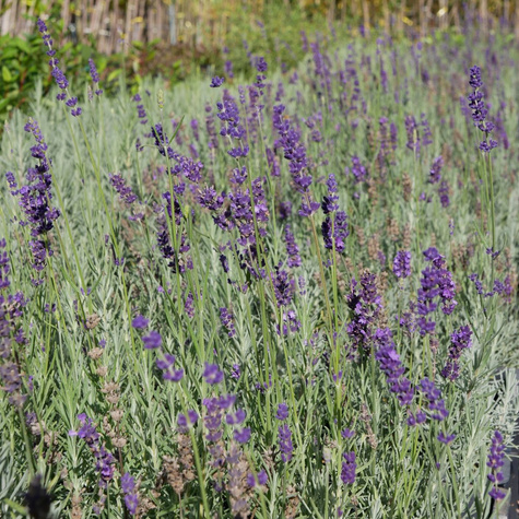 Lawenda wąskolistna lekarska Hidcote Compact (C2)