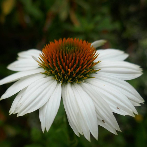 Jeżówka purpurowa Virgin (C2)