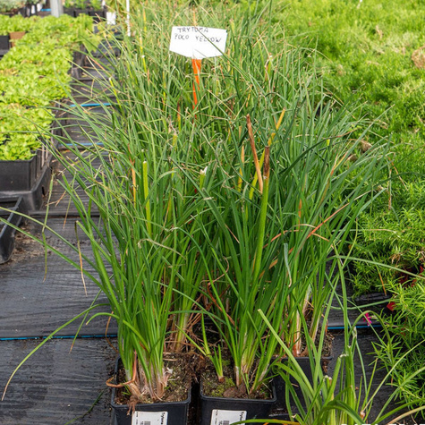 Trytoma Poco Yellow (C2)