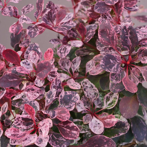 Berberys Thunberga Rose Glow (C2)