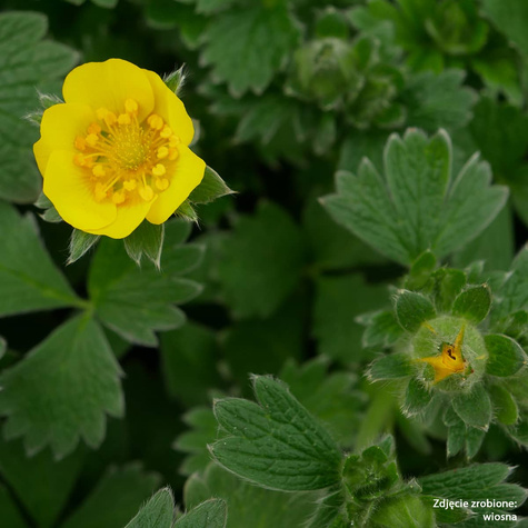 Pięciornik poziomkowaty wielkokwiatowy