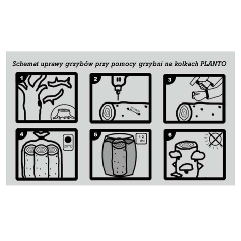 Grzybnia na kołkach Opieńka zmienna 20szt