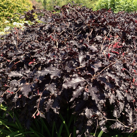 Buk pospolity zwyczajny Rohan Weeping (C2)