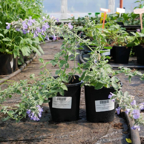 Kocimiętka Faassena Walker's Low (C2)