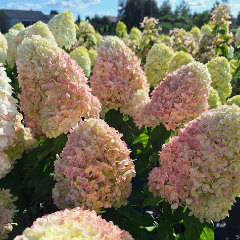 Hortensja bukietowa Living Summer Love (C2)