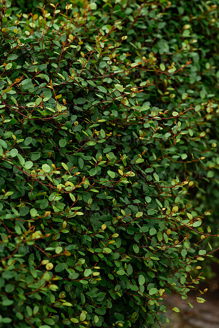 Mulenbekia gęsta Muehlenbeckia complexa ozdobne listki