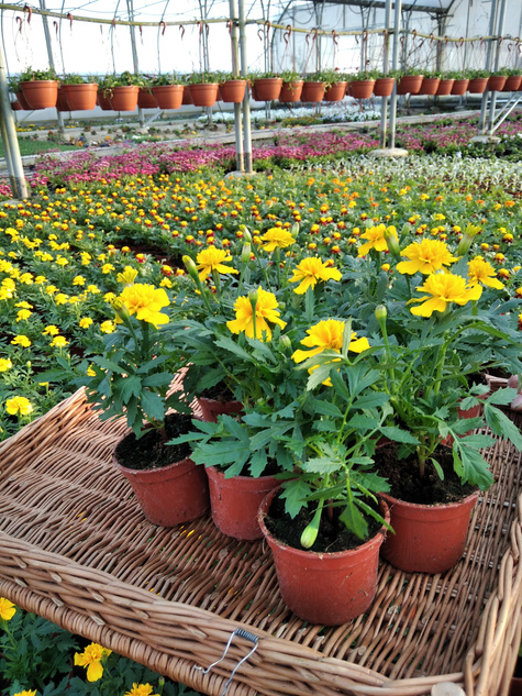 Aksamitka Aksamitki Byczek żółta niska Odstrasza Komary