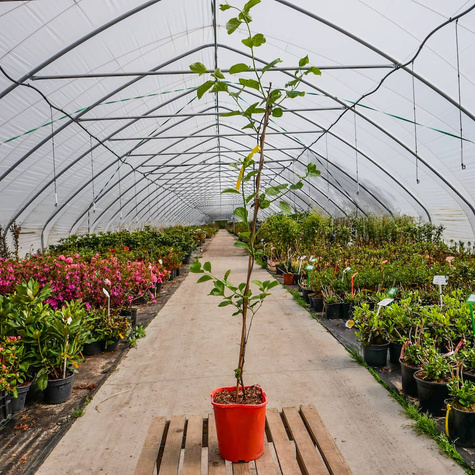 Dławisz okrągłolistny żeński Diana