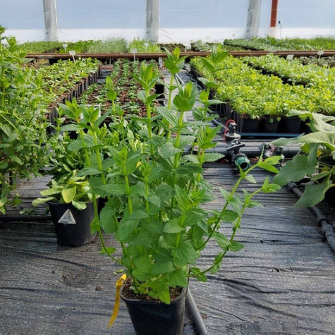 Diascia Ruby Field (C2)