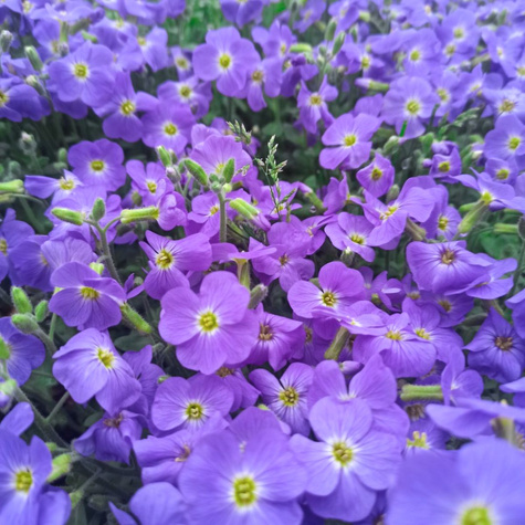 Żagwin ogrodowy Cascade Blue (C2)