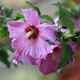Ketmia syryjska Pink Flirt