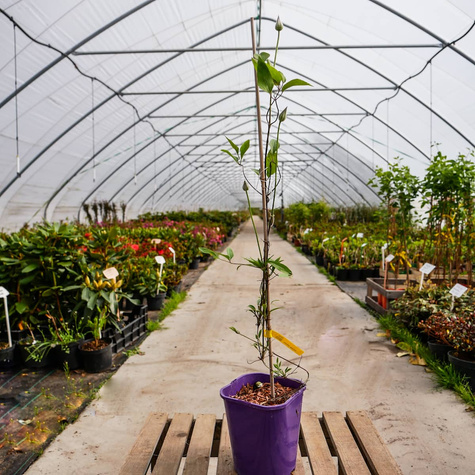 Powojnik Clematis wielkokwiatowy Multi Blue (C2)