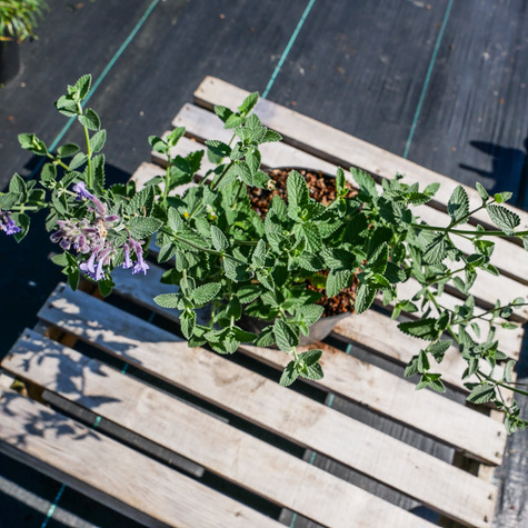 Kocimiętka Faassena Six Hills Giant