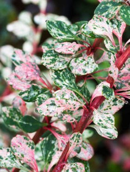 Berberys Thunberga Natasha (C2)