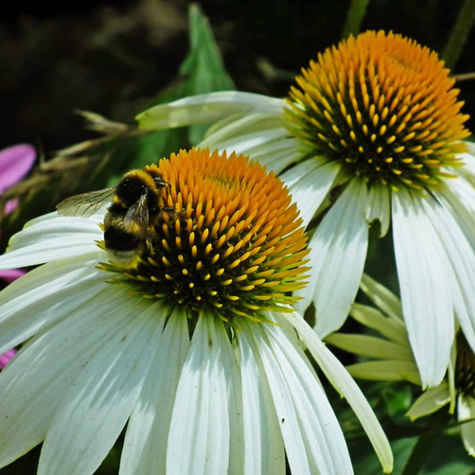 Jeżówka purpurowa White Sawn delikatna
