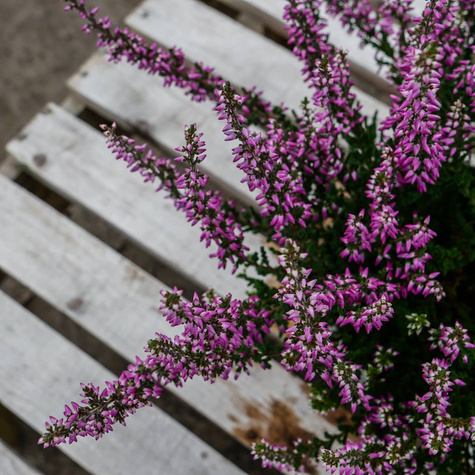 Wrzos pospolity fioletowy pączkowy