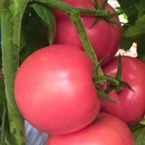 Pomidor gruntowy wysoki Malinowy Warszawski 0,5g