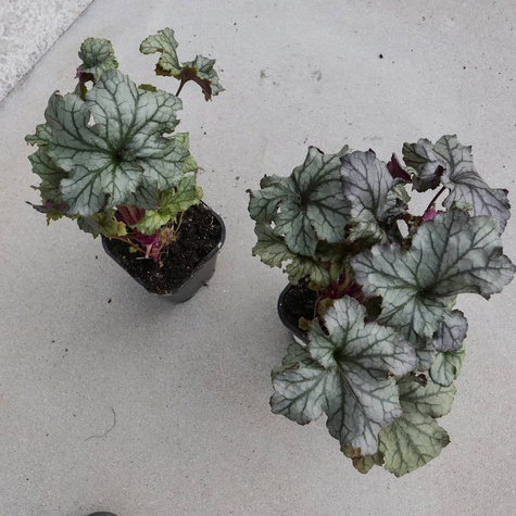 Żurawka ogrodowa Frosted Lilac (C2)