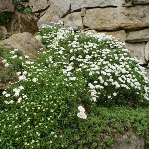 Ubiorek wiecznie zielony (C2)