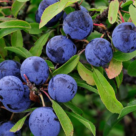 Śliwa King Plant Pack