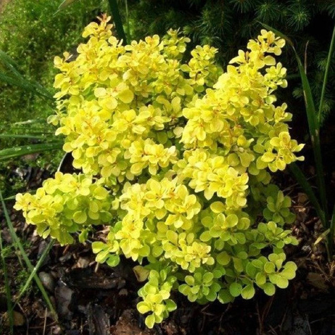 Berberys Thunberga Tiny Gold (C2)