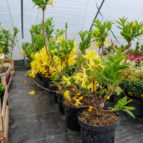 Azalia żółta (C2)