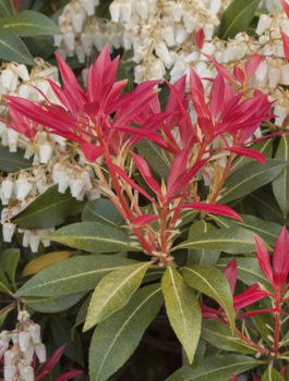 Pieris japoński Mountain Fire (C2)