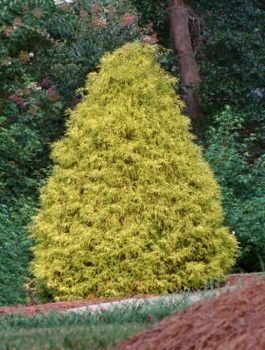 Cyprysik groszkowy 'Golden Mop'