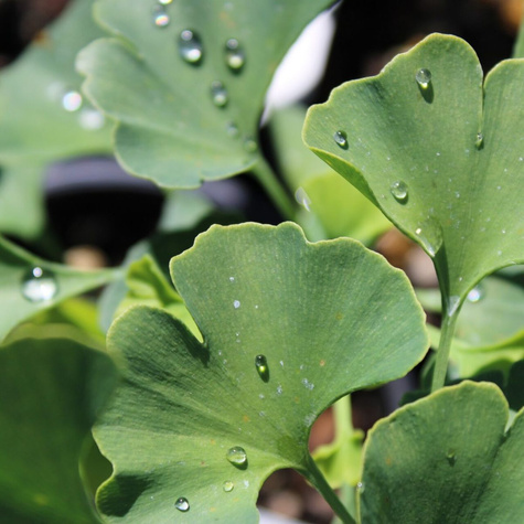 Miłorząb dwuklapowy Skamielinowy relikt (C2)