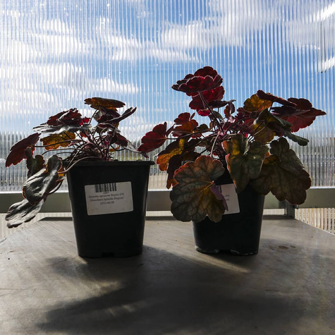 Żurawka ogrodowa Regina (C2)