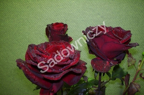 Róża Czarna Licencjonowana ® wielkokwiatowa czarna