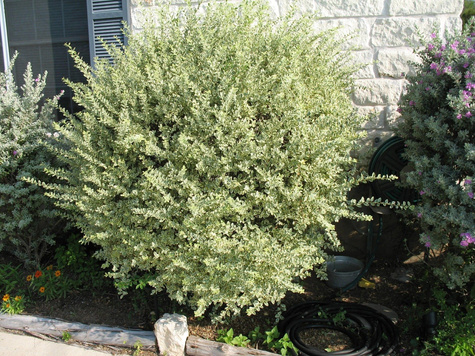 Ligustr Variegatum Miododajny (C2)