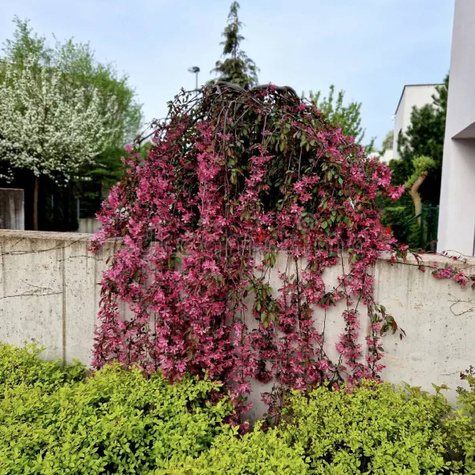 Jabłoń Ozdobna Czerwona Pendula Szczepiona Na Pniu