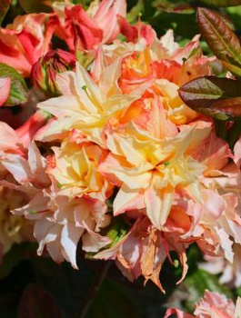 Azalia wielkokwiatowa wielobarwna (C2)