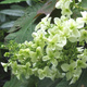 Hortensja dębolistna Ice Crystal (P9)