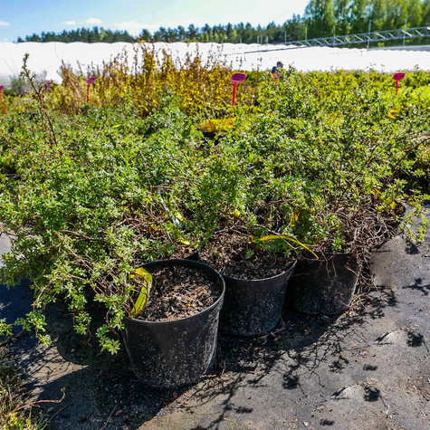 Pięciornik krzewiasty Elizabeth