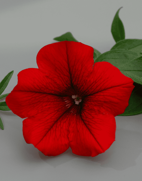 Surfinia czerwona z żyłkowaniem Table Dark Red