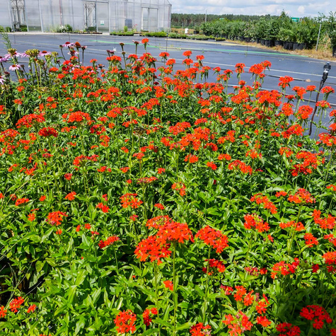 Firletka chalcedońska Red (C2)