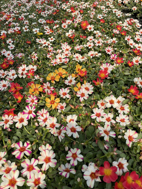 Portulaka zwisająca biało-purpurowa