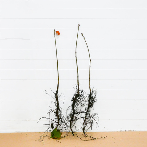 Dąb czerwony Plant Pack