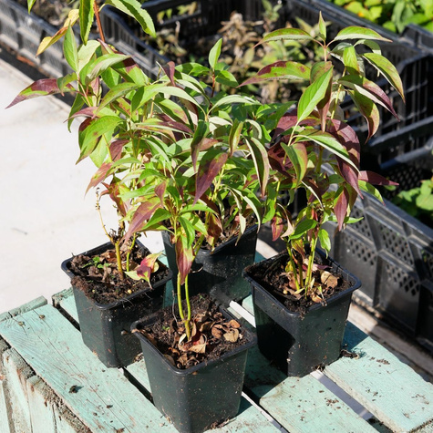 Dereń biały 'Red Gnome' (P9)