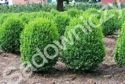 Bukszpan wieczniezielony DUŻA KULA