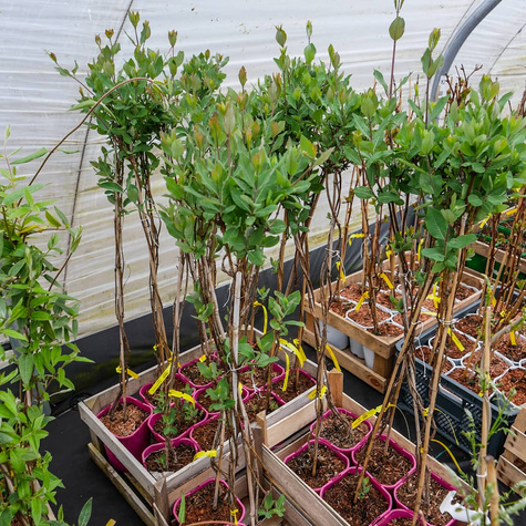 Wiciokrzew pomorski Belgica MROZOODPORNY