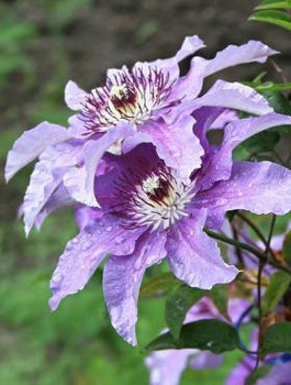 Powojnik Clematis wielkokwiatowy Dzieci Warszawy (C2)