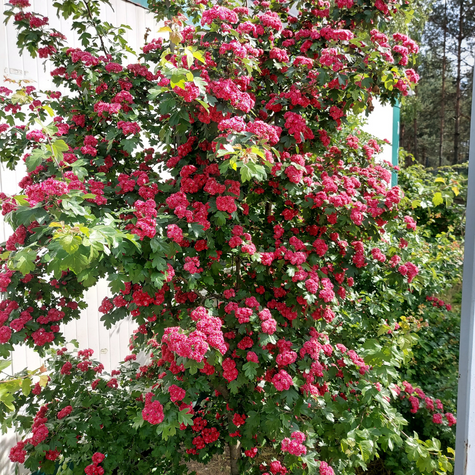 Głóg Dwuszyjkowy Paul's Scarlet Drzewiasty