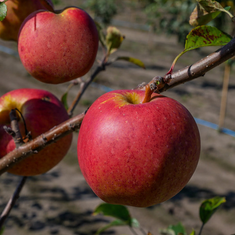 Jabłoń Gala Buk Brook Field Bukfeld Plant Pack