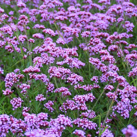 Werbena patagońska Violetta (C2)