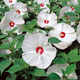Hibiskus bagienny Luna White (C2)